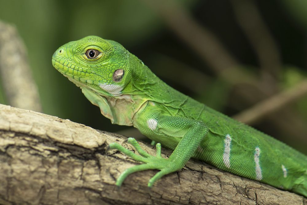 Leguane haben viele Bedürfnisse: Im Exotenkurs lernen Halter, was ihr Haustier glücklich macht.