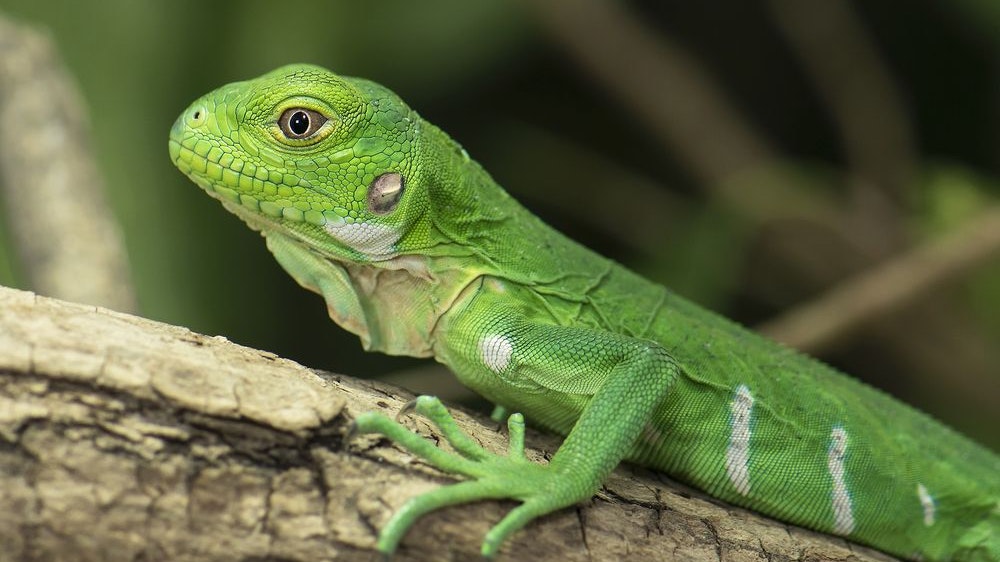 Sensationeller Leguan-Nachwuchs - Wien | heute.at
