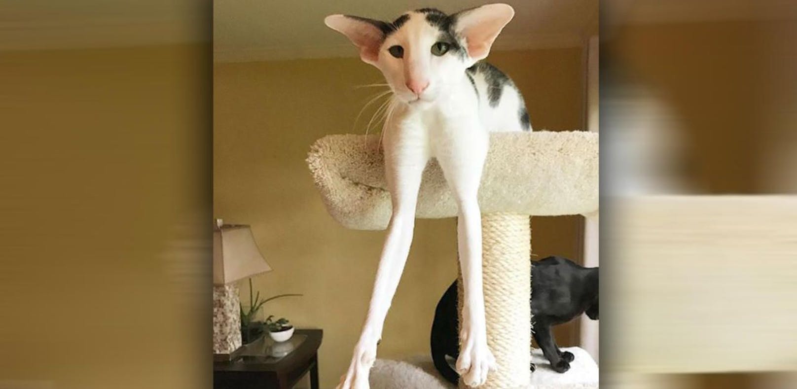 Diese Katze begeistert mit ihren langen Beinen
