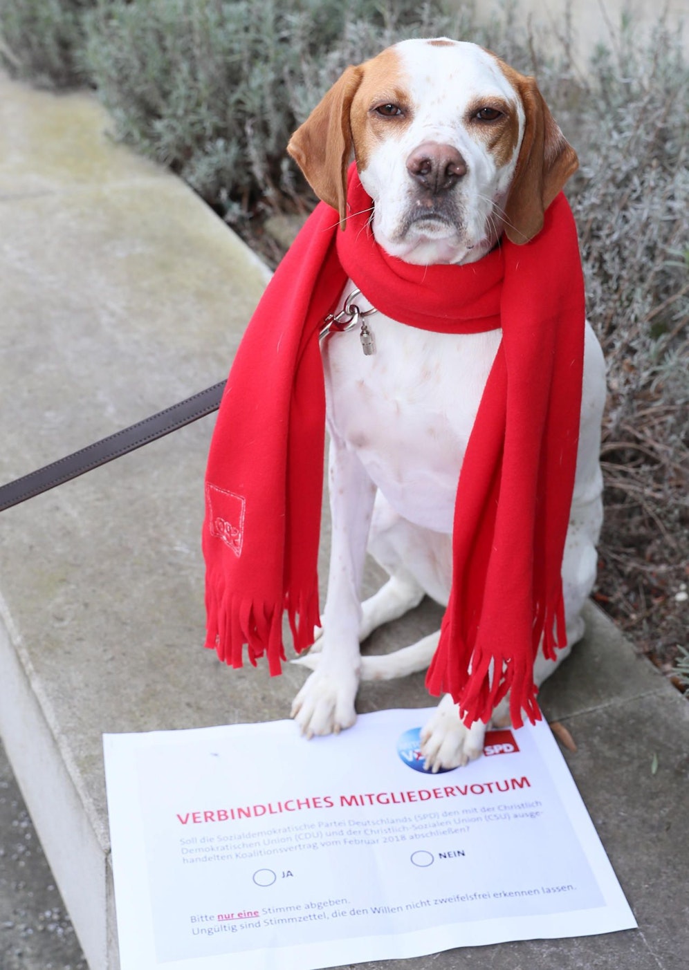 Echt wau: Hundedame Lima darf als SPD-Mitglied über die GroKo abstimmen.