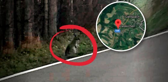 In Gallspach in Oberösterreich wurde ein Känguru gesichtet. (Foto: Leserreporterin Antonia Fleischhacker)