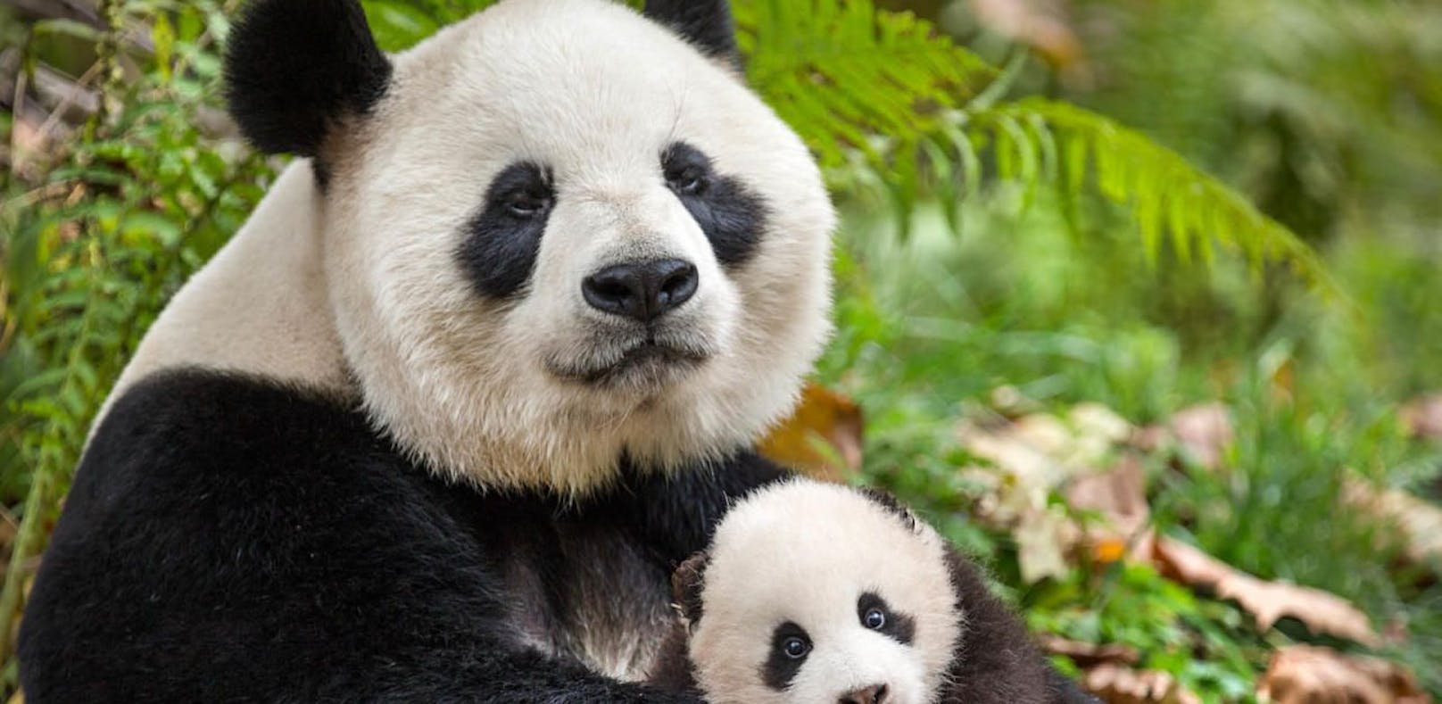 Pandas Ya Ya and Mei Mei