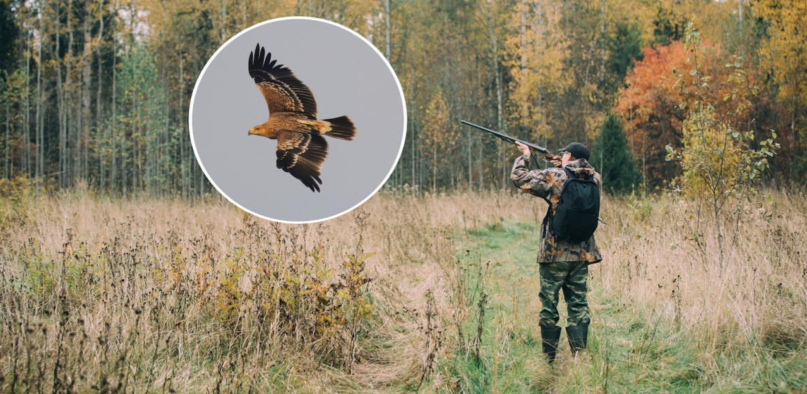 Der Jagdverband will offenbar mittelfristig auf Greifvögel schießen dürfen.