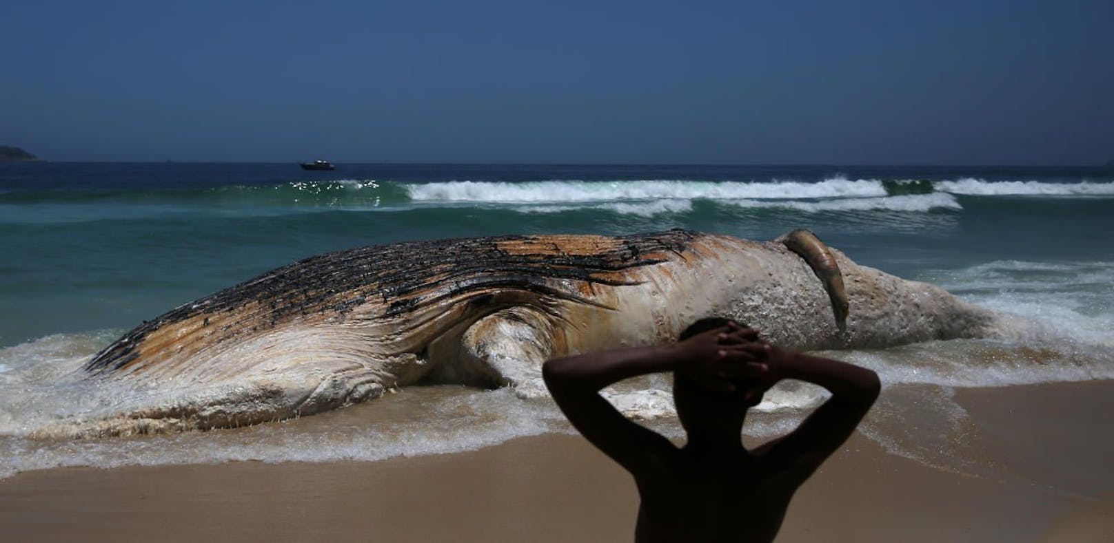 Toter Wal am Strand von Rio gestrandet