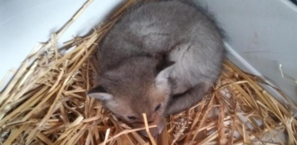 Der gerettete Jungfuchs.