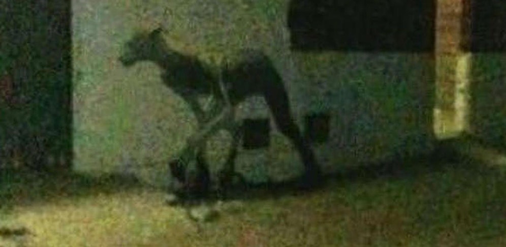 Ist das tatsächlich ein Chupacabra?