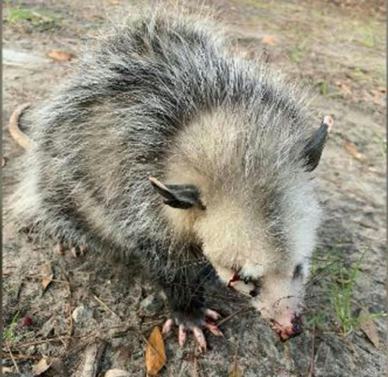 Die Opossum wurde schwerstens verletzt.