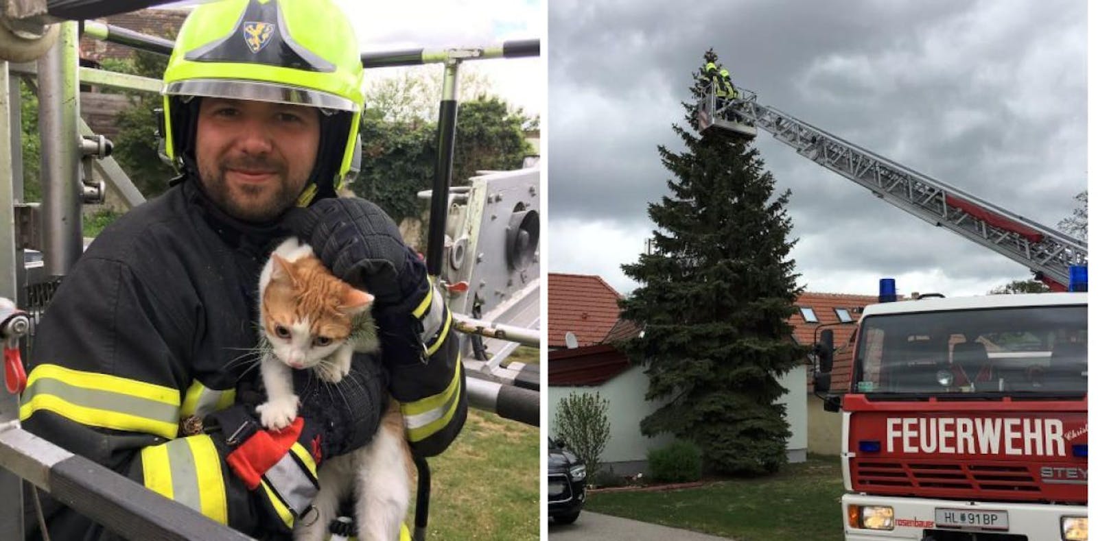 Katze mit Drehleiter von Baumspitze gerettet