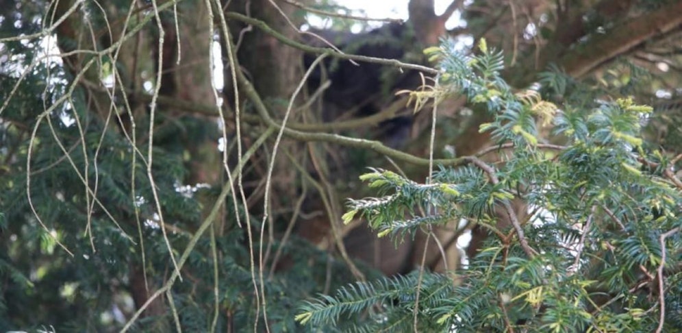 In diesem Baum wurde der 17-Jährige entdeckt.