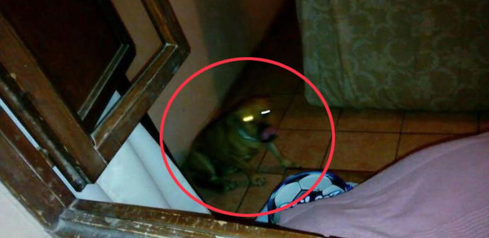 Dem verletzten Opfer gelang es, den Hund in ein Zimmer zu sperren - dann machte er noch ein Foto