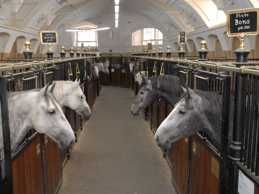 Grüne fordern Prüfung der Hofreitschule - Wien | heute.at