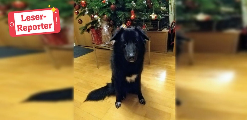 Paula wird seit der Silvesternacht in Wiener Neudorf vermisst.