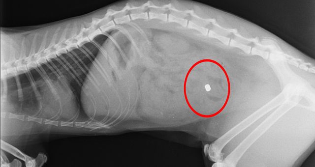 Tierquäler erschoss Katze mit Luftdruckgewehr - Kärnten | heute.at