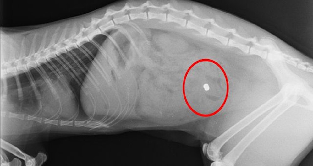 In Kärnten wurde eine Katze mit einem Luftdruckgewehr getötet. Im Mühlviertel konnte das 