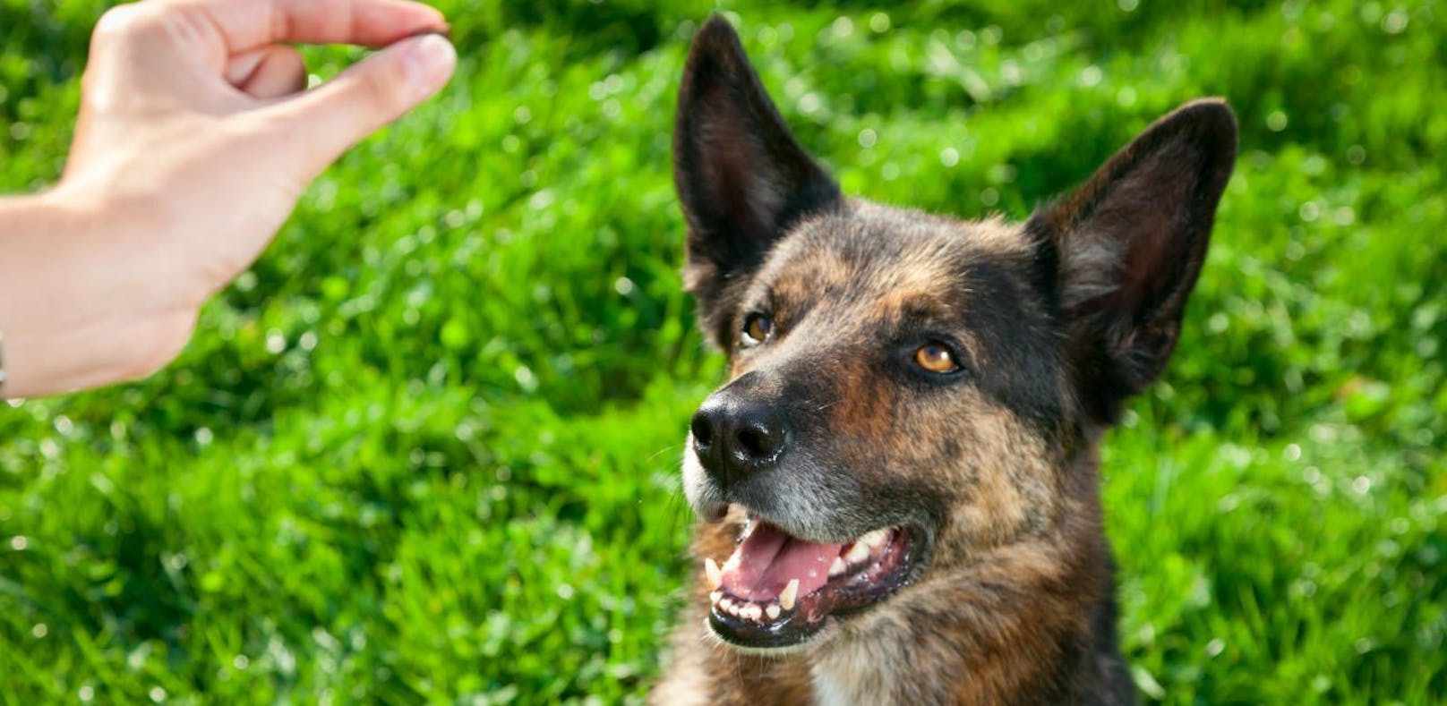 Ein Tierhasser hat es offenbar auf Hunde abgesehen.