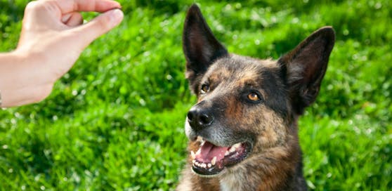 Ein Tierhasser hat es offenbar auf Hunde abgesehen.