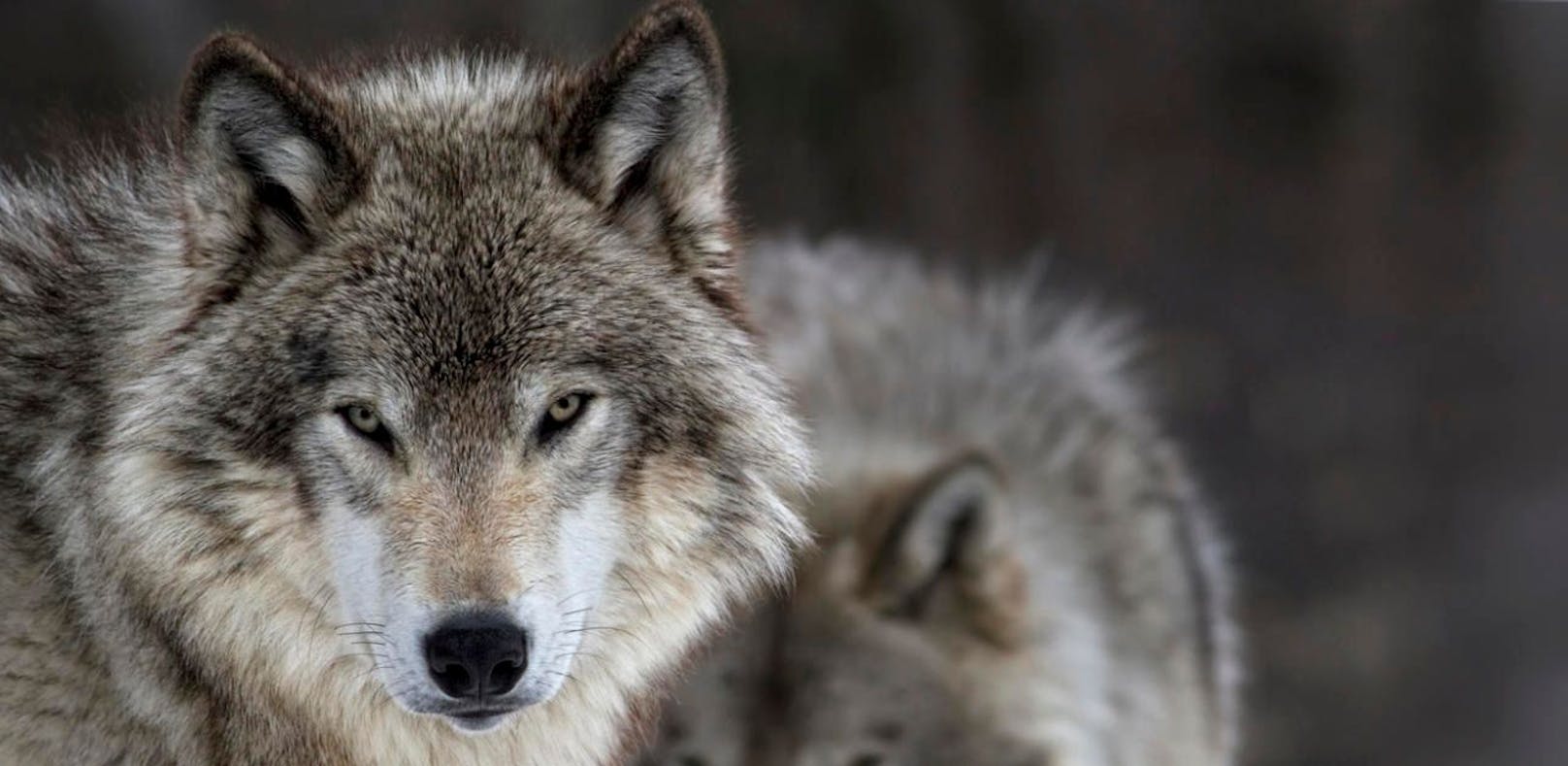 Die Landesregierung Salzburg hat einen Wolfsmanagementplan vorgelegt. Der WWF Österreich erkennt manche Fortschritte an, sieht jedoch noch einige Schwachstellen. (Symbolfoto)