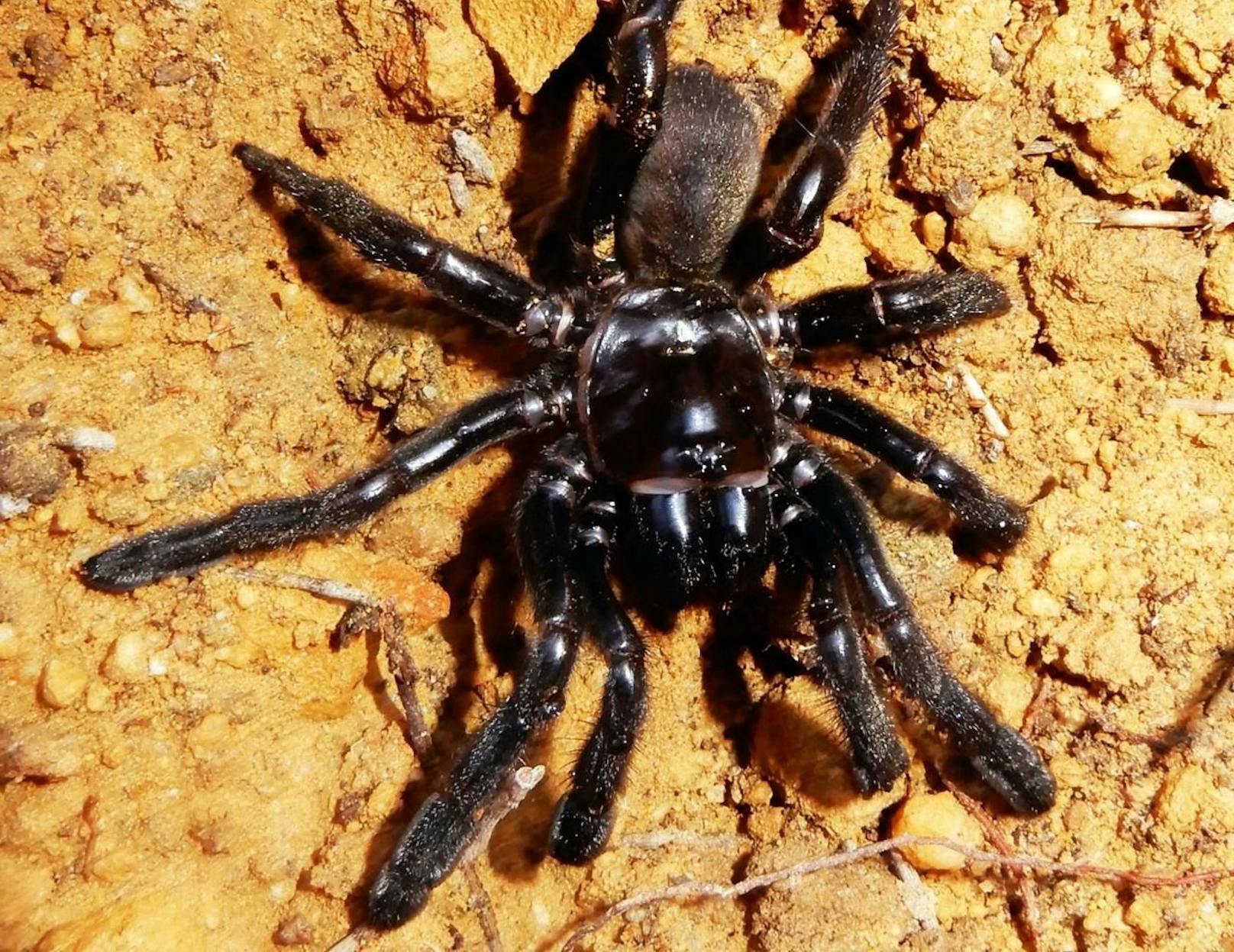 Älteste Spinne der Welt durch Wespenstich getötet