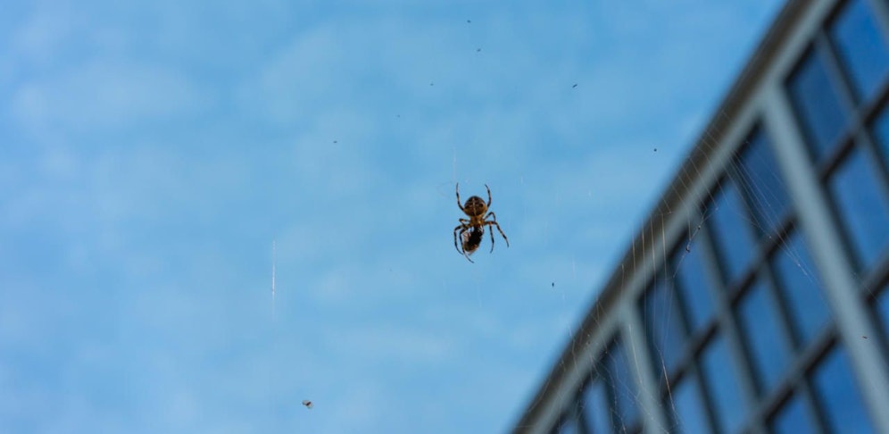 Wegen einer Spinne musste die Polizei ausrücken. (Symbolfoto)