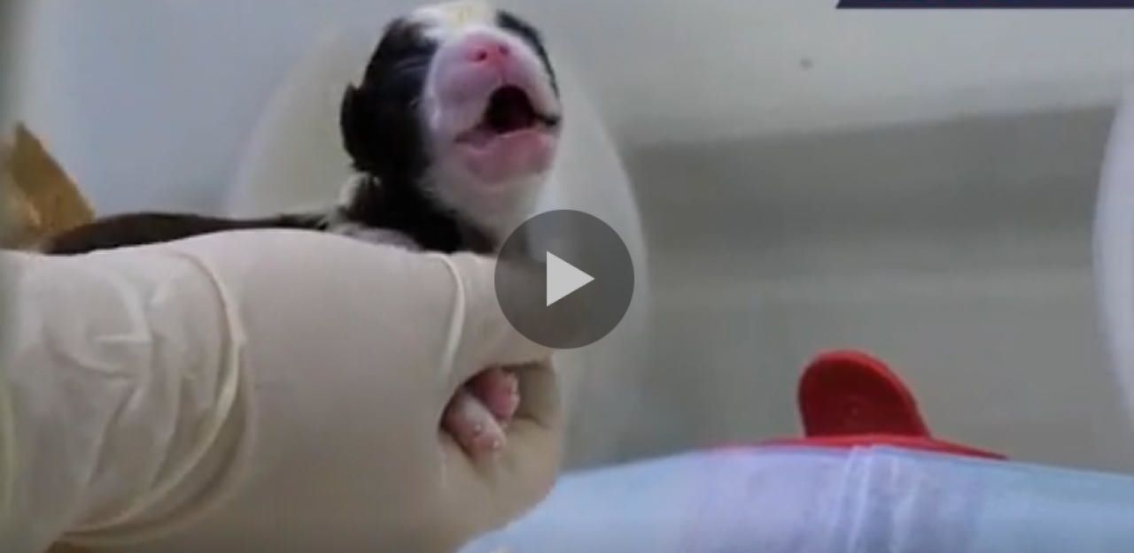 Heute.at - Um 80.000 € können Sie Ihren Hund klonen lassen