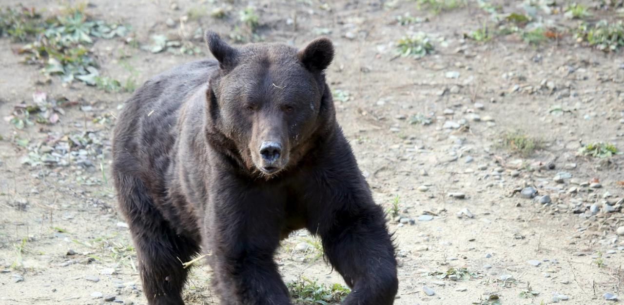 Heute.at - Misshandelter Bär Tyson nach 16 Jahren endlich frei