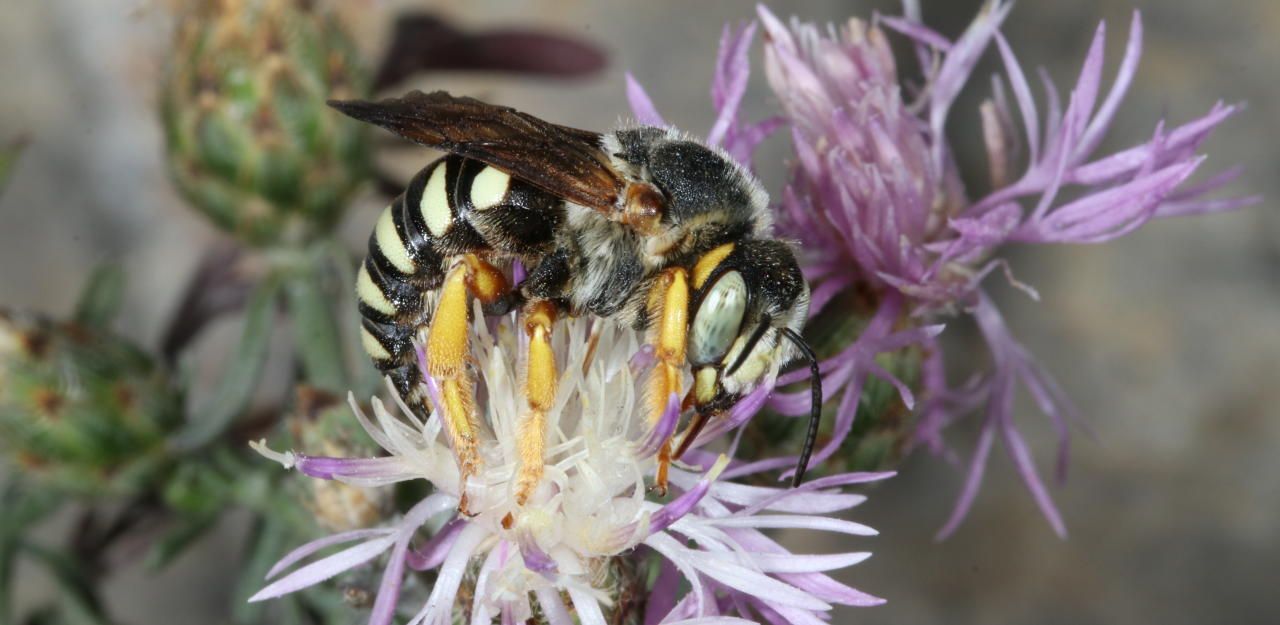 Heute.at - Seltene Wildbiene erstmals in NÖ nachgewiesen