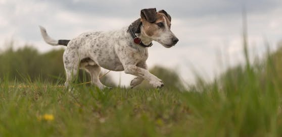Wieder gemeine Giftattacke auf Hunde in NÖ, ein Vierbeiner überlebte nicht.