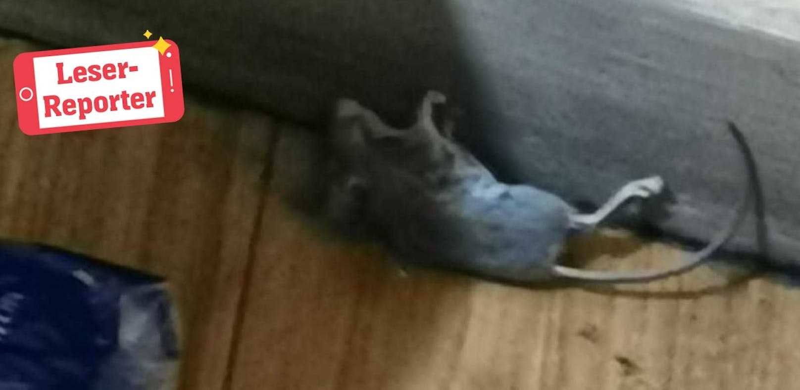 Tote Maus in Wiener Indoor Spielplatz gefunden