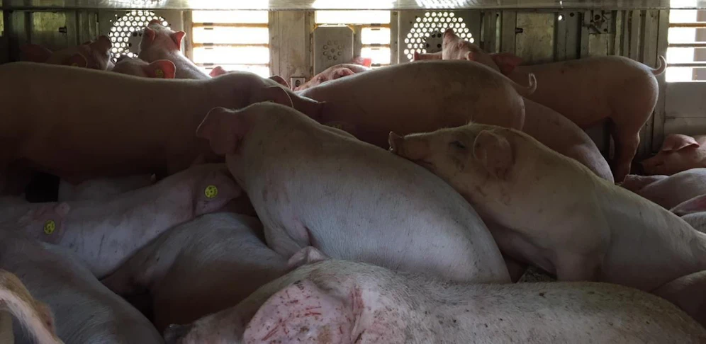Tiertransporter mit 699 Ferkel gestoppt