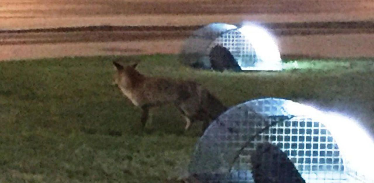 Heute.at - Fuchs tummelte sich vor dem Wiener Burgtheater