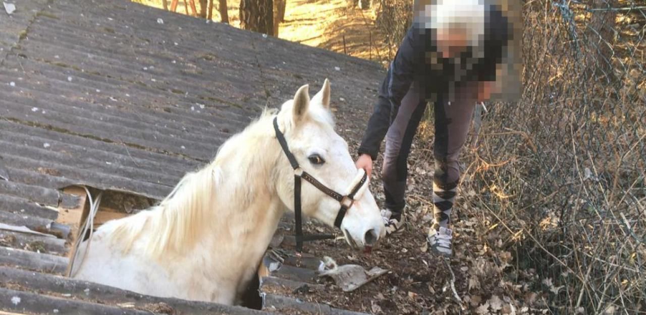 Heute.at - Nanu! Wer schaut denn da aus dem Haus heraus?