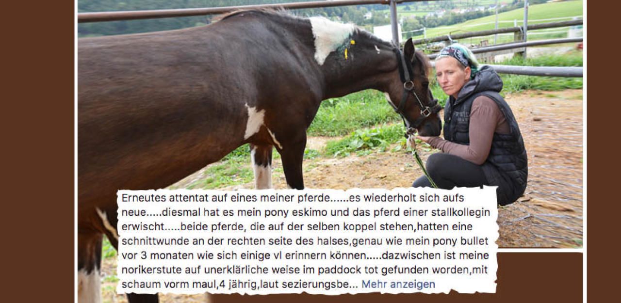Heute.at - Schon wieder! Tierhasser schlitzt Pony in Koppel auf