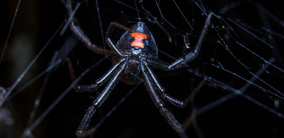 Am Wattenberg in Tirol wurde eine Schwarze Witwe gesichtet.