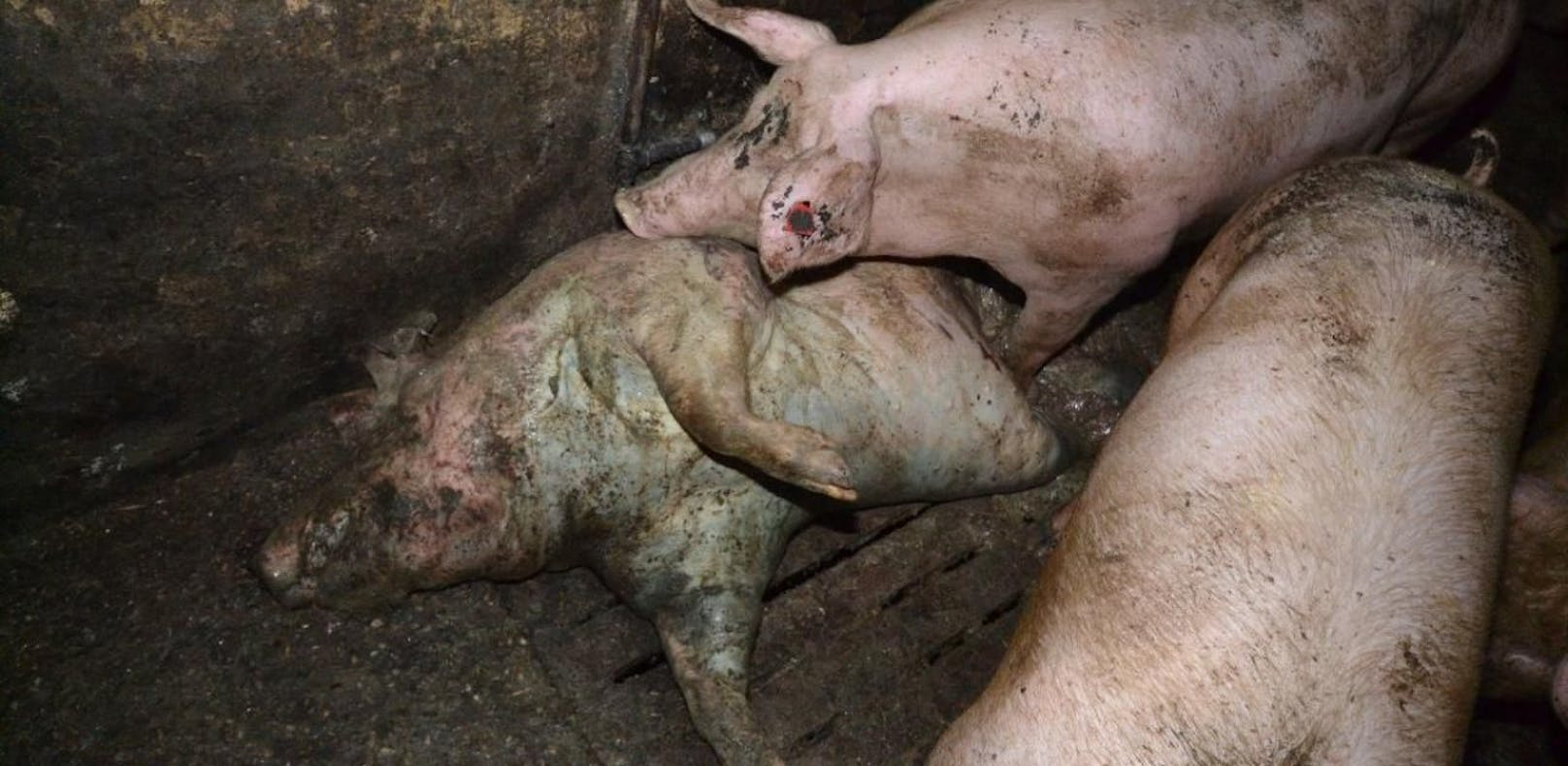 Schweine-Skandal in Kärnten schockt Österreich