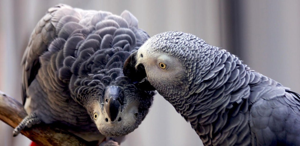 Einer von zwei Graupapageien im Tierpark Altenfelden wurden gestohlen. Symbolbild.