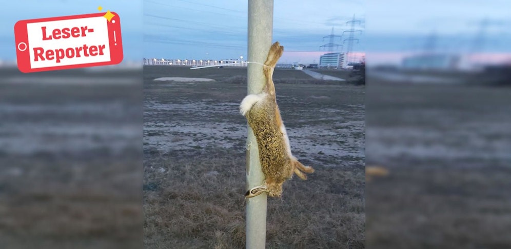 Makabere Entdeckung: Ein toter Hase hing am Samstagabend beim Designer Outlet Parndorf an einer Laterne.
