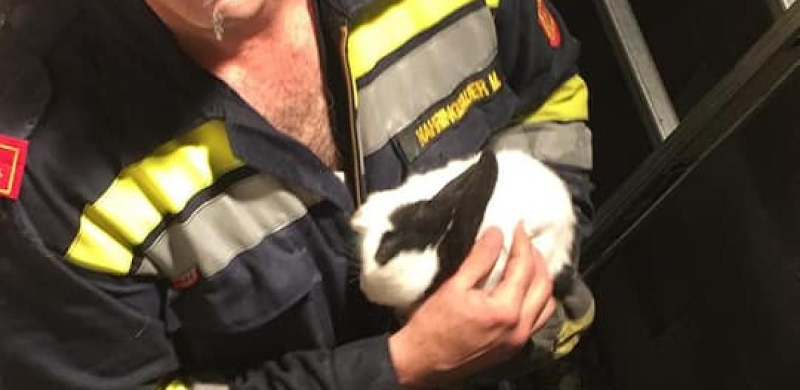 Feuerwehr rettete feststeckendes Kaninchen
