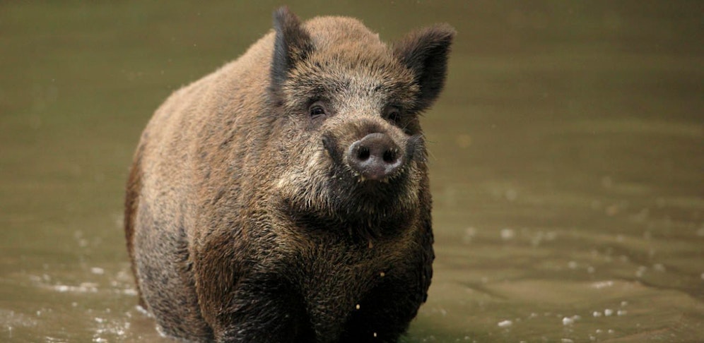 In Donaustadt wurden Lebendfallen für Wildschweine aufgestellt.