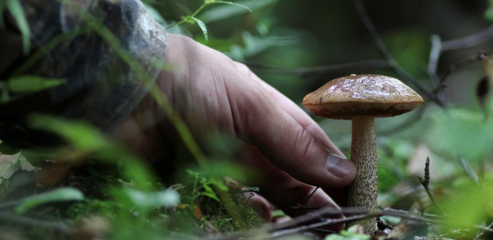 Schwammerlpflücken kann gefährlich sein – aus den verschiedensten Gründen.