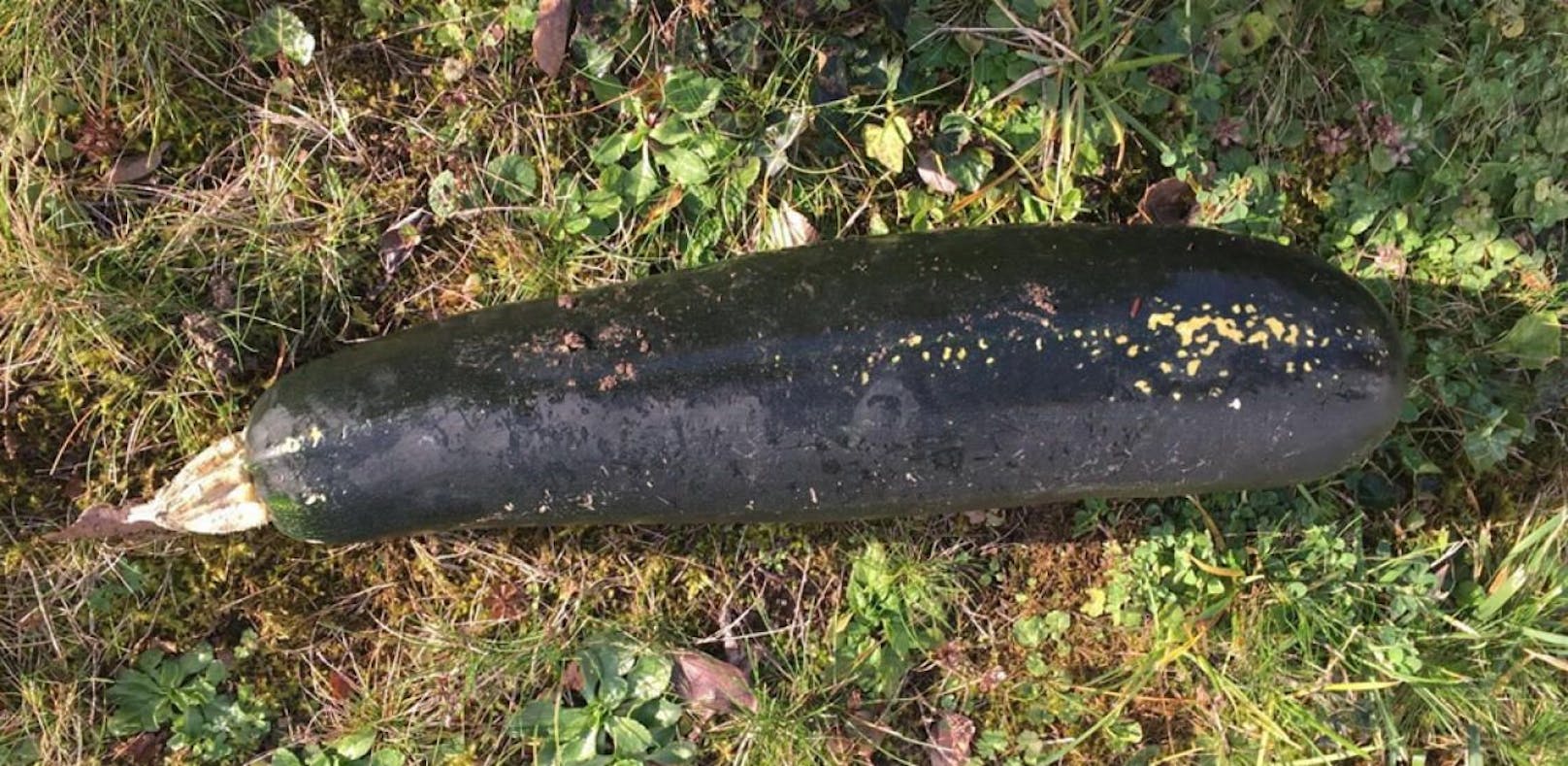 Deutscher hält Zucchini für Bombe und ruft Polizei