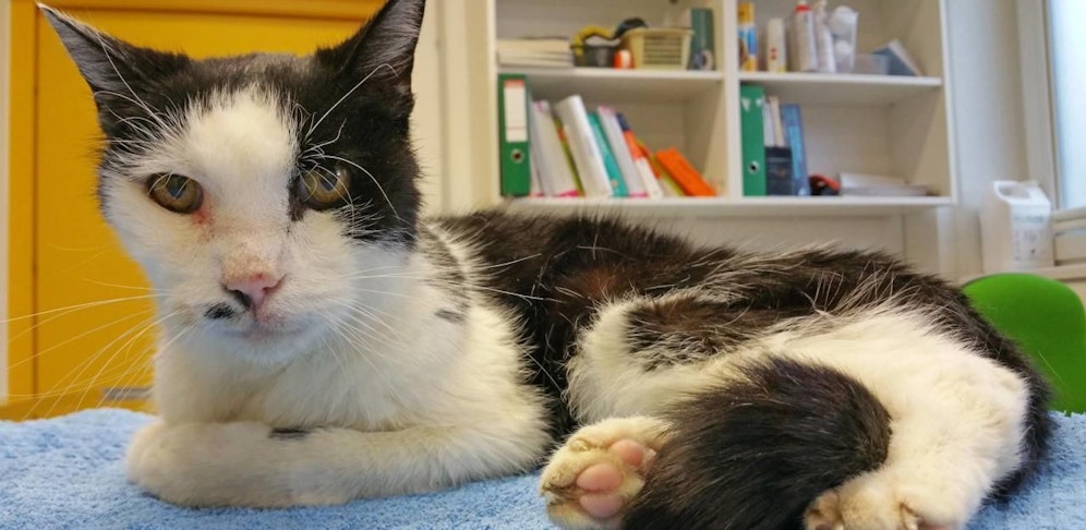 Ob der arme Kater überlebt, ist noch unklar  er ist stark dehydriert, frisst nichts.