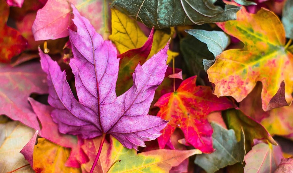 Herbstferien können auch entfallen.