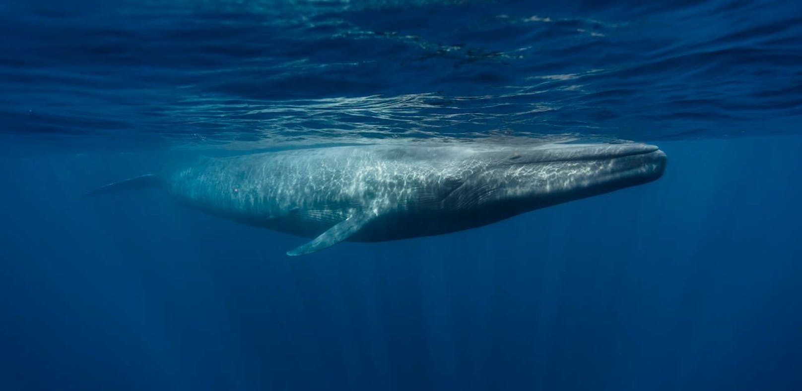 Riesen, wie der Blauwal, scheinen immun gegen Krebs zu sein. Wie kommt das?