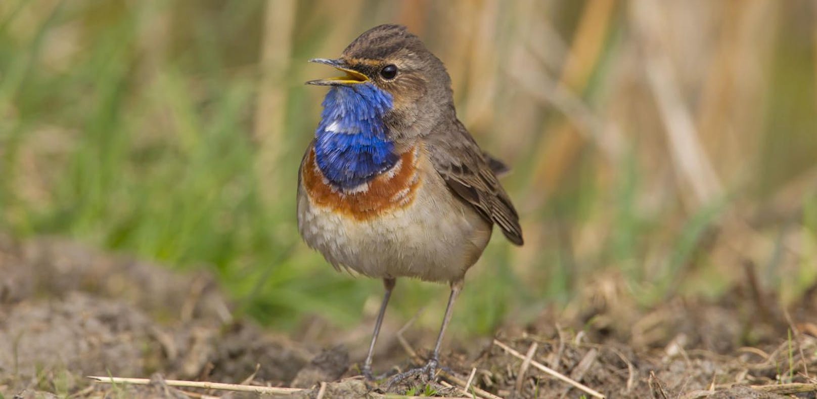 Für alle Vögel ist eine unerwartete Lärmbelastung in Nähe ihres Brutplatzes eine der größten Gefahren.