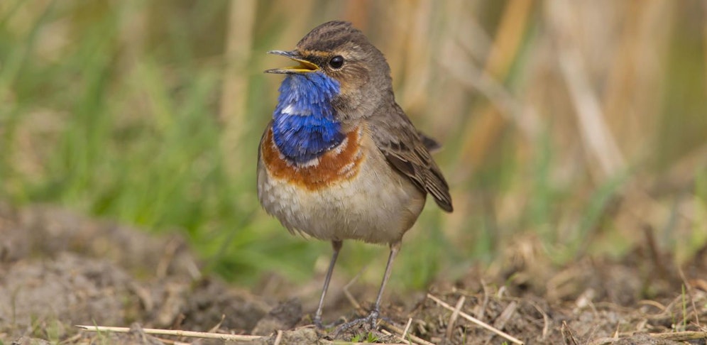 Für alle Vögel ist eine unerwartete Lärmbelastung in Nähe ihres Brutplatzes eine der größten Gefahren.