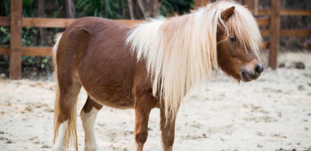 Mehreren Shetland Ponys wurde der Schweif abgeschnitten