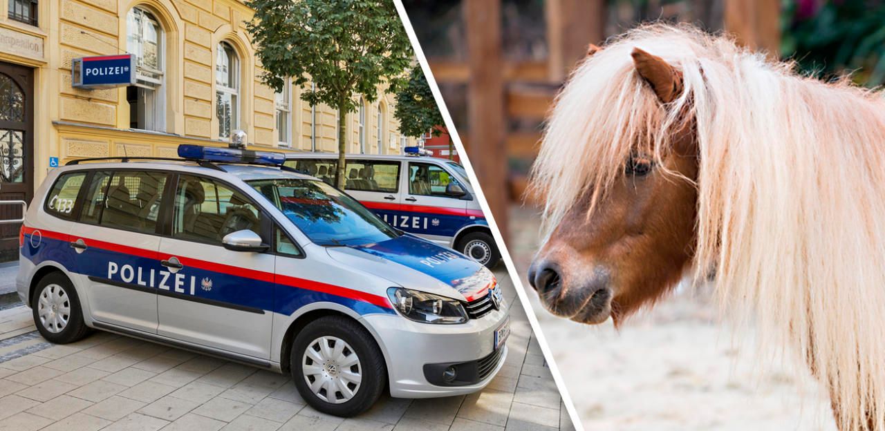 Heute.at - Tierhasser fügte Pony tiefe Schnittwunden zu