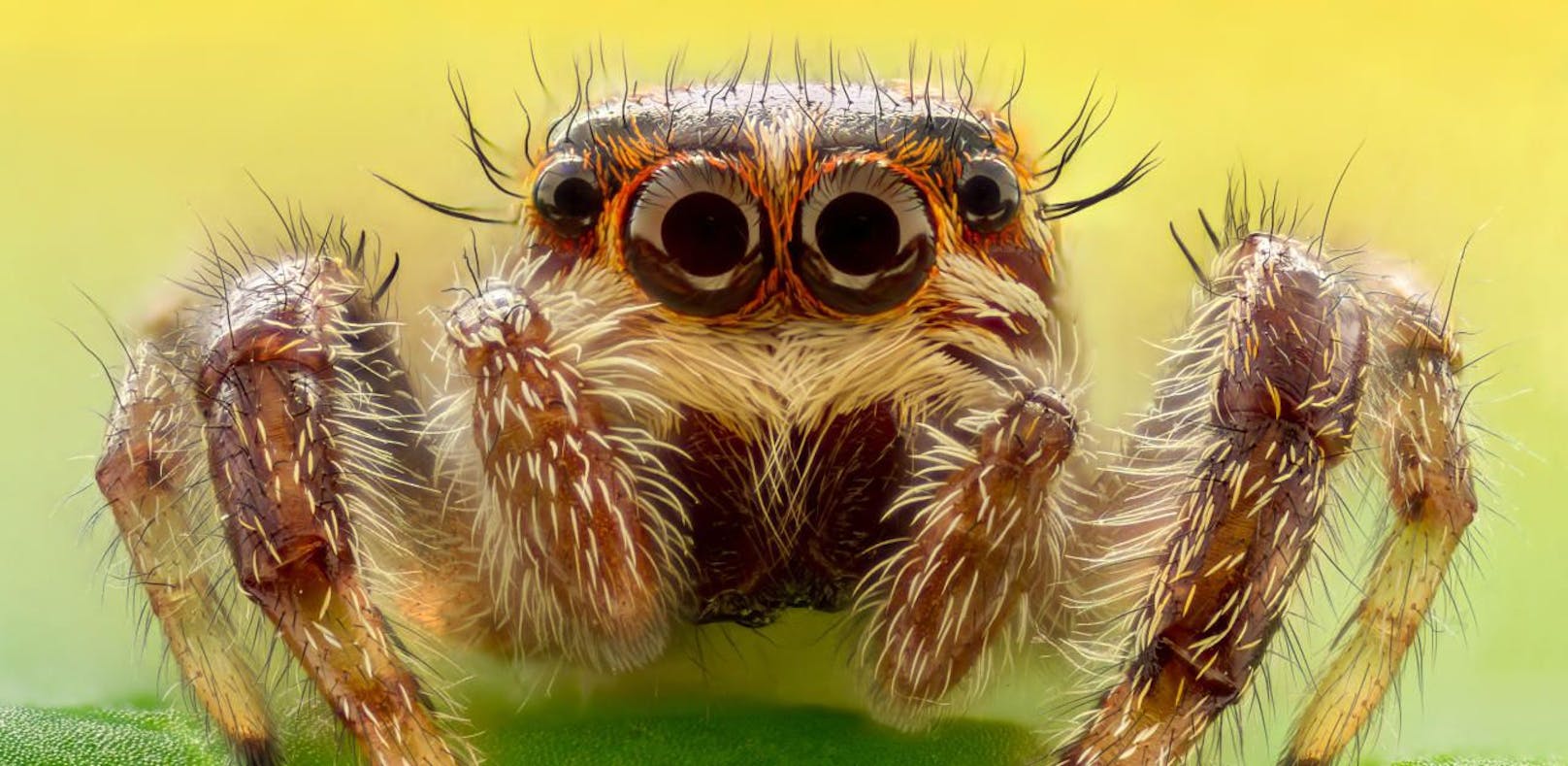 Spinnen können hunderte Kilometer weit fliegen