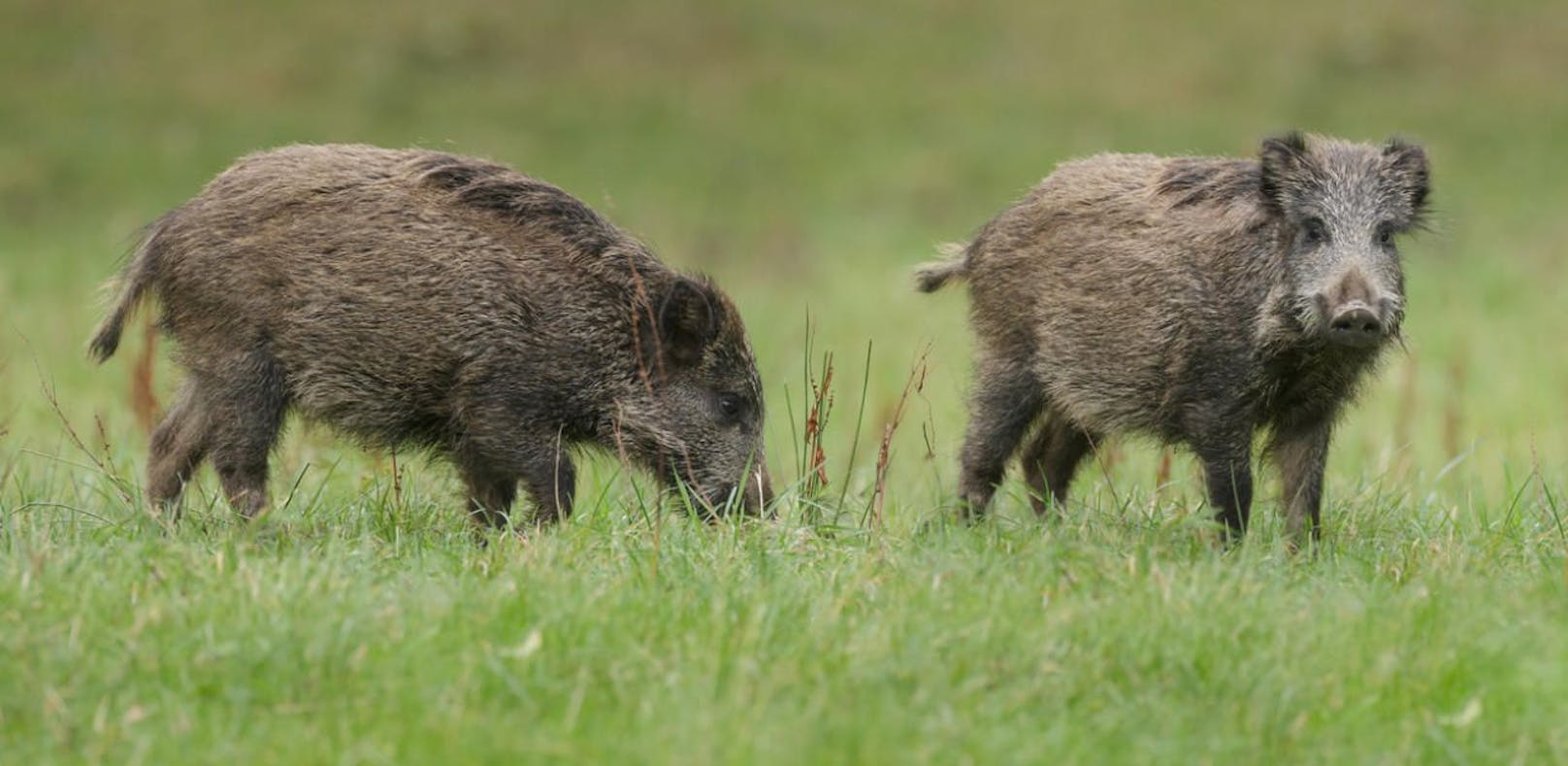 Wildschweine haben in der deutschen Stadt Heide mehrere Personen angegriffen.
