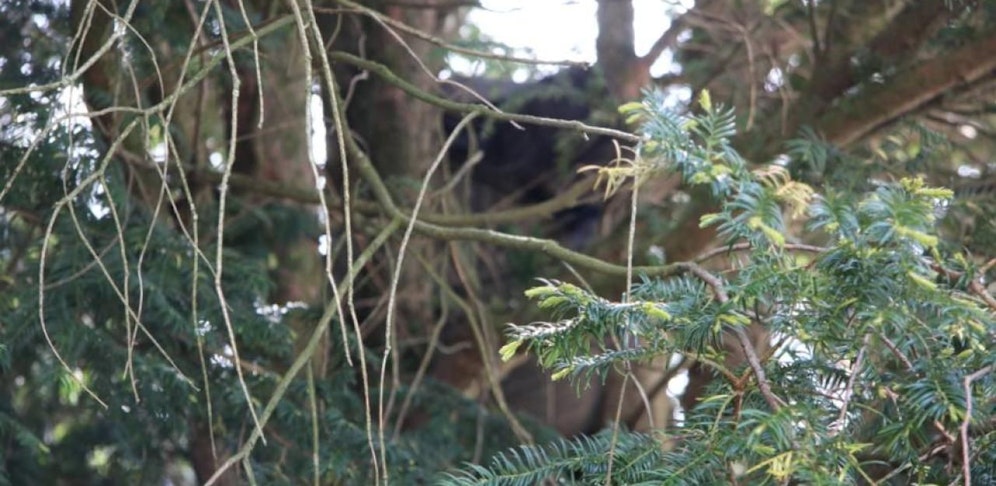 Mark S. hing wochenlang unbemerkt in diesem Baum